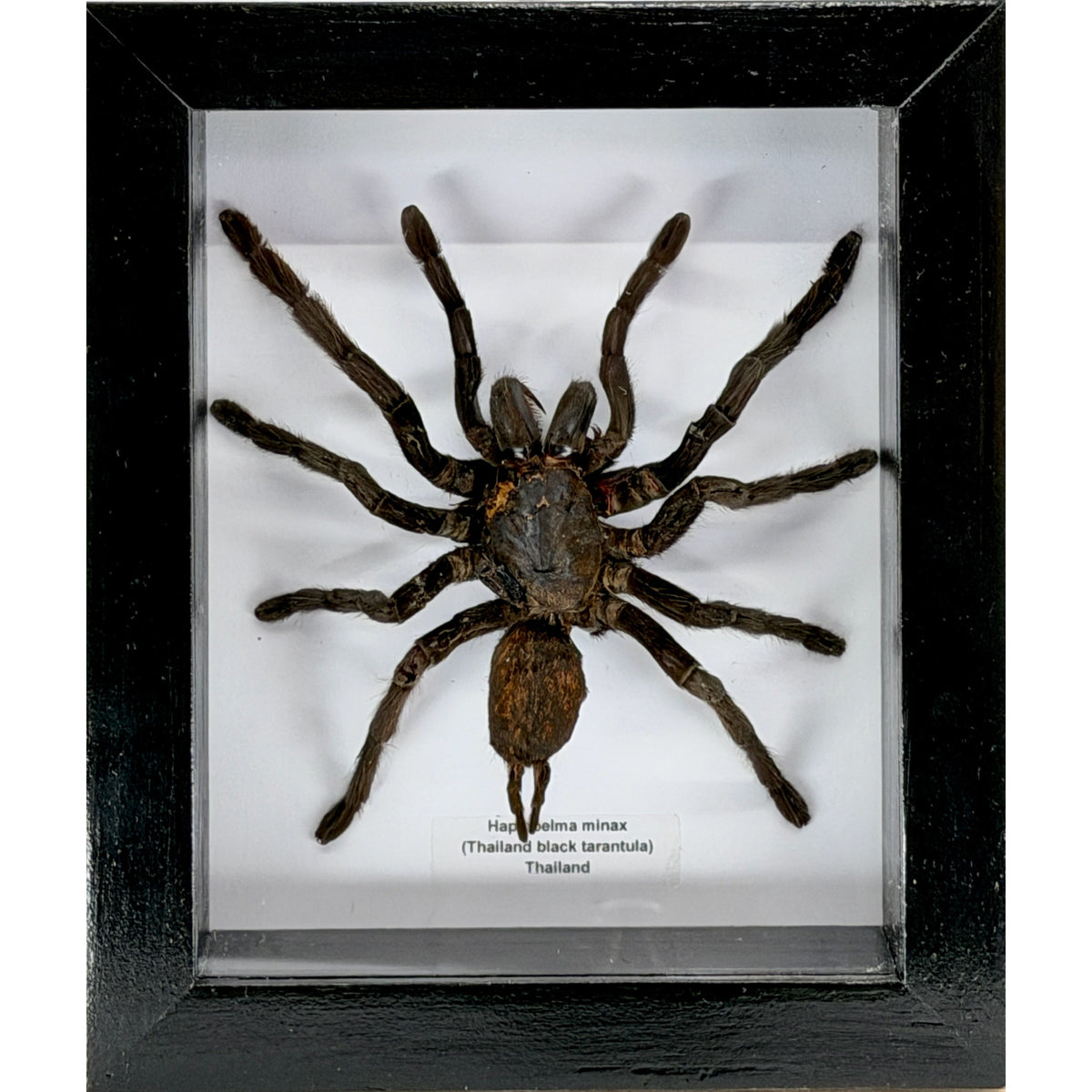 Black Turantula