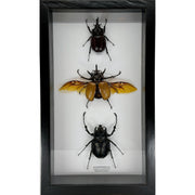 Large Triple Rhinoceras Beetle Collection