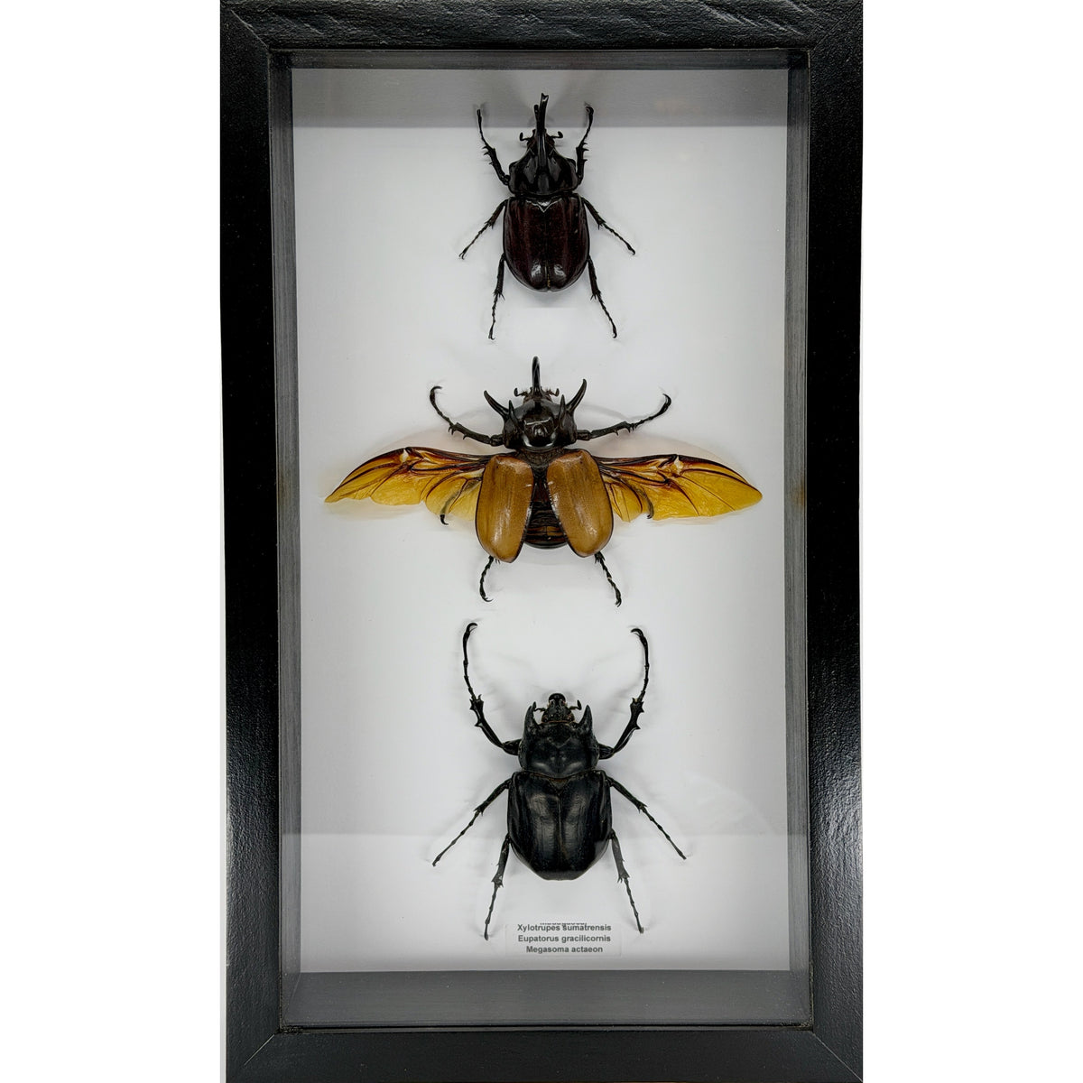 Large Triple Rhinoceras Beetle Collection