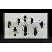 8 Piece Jewel Beetle