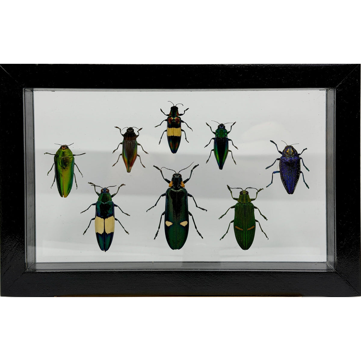 8 Piece Jewel Beetle