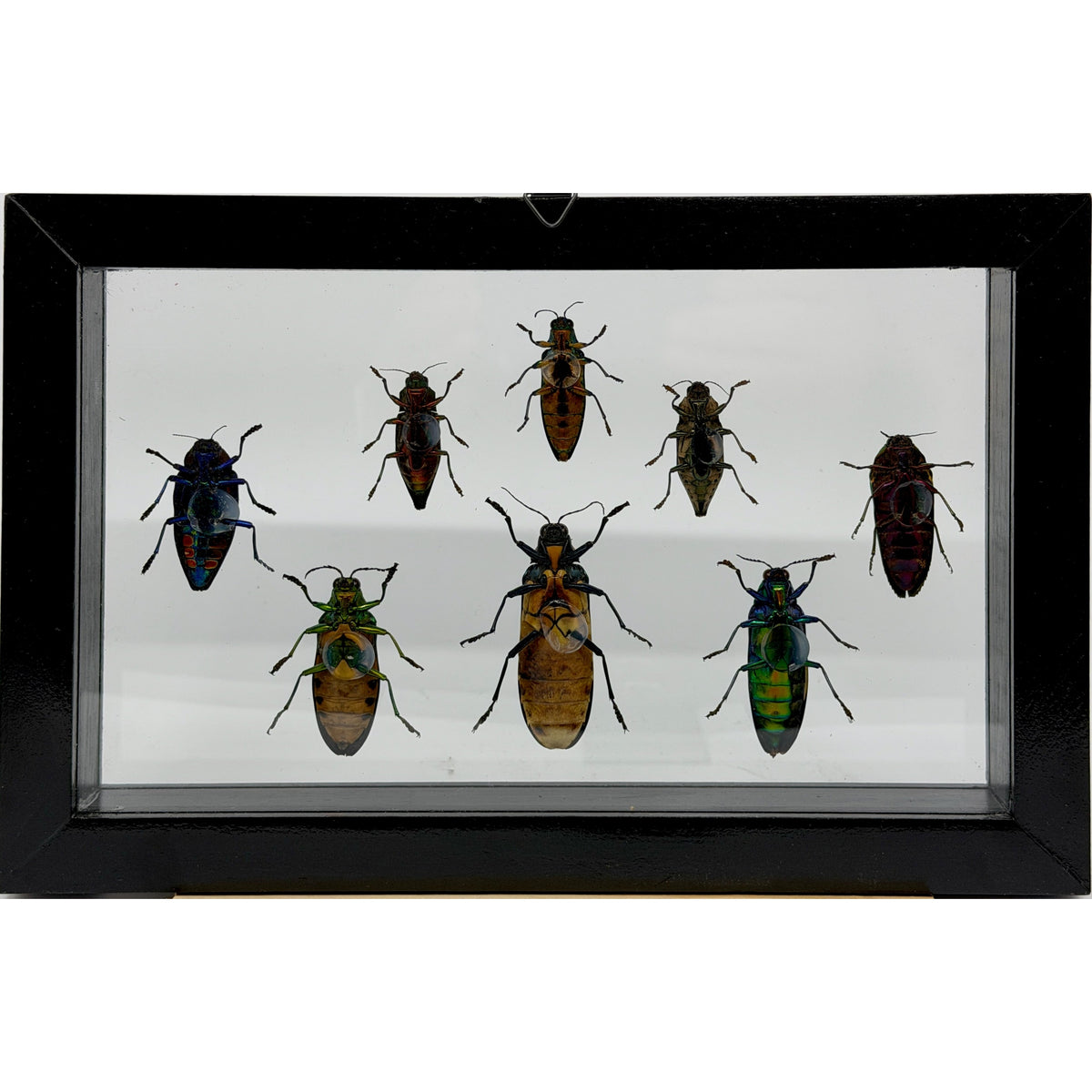 8 Piece Jewel Beetle